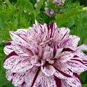 Dahlia x 'Prince Valiant'